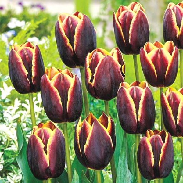 Tulip Bulbs (Doberman, 3 Bulb)